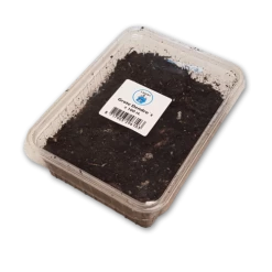 [ 11 ] LASEBO WORMEN DENDROBAENA'S