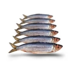 [ 4 ] PREBAITS PREDATOR HARING -Vissen Apparatuur Winkel prebaits predator haring 1