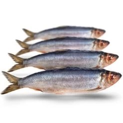 [ 4 ] PREBAITS PREDATOR HARING -Vissen Apparatuur Winkel prebaits predator haring 2