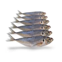 [ 5 ] PREBAITS PREDATOR HORSMAKREEL 450 > 550 GRAM 18 > 23 CM 5 TOT 7 STUKS