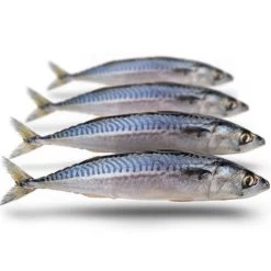 [ 6 ] PREBAITS PREDATOR MAKREEL -Vissen Apparatuur Winkel prebaits predator makreel 2