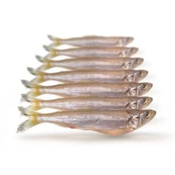 [ 9 ] PREBAITS PREDATOR SPIERING -Vissen Apparatuur Winkel prebaits predator spiering 3