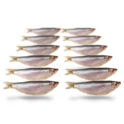 [ 10 ] PREBAITS PREDATOR SPROT 200 > 250 GRAM 8 > 13 CM 10 TOT 18 STUKS