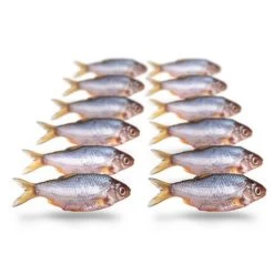 [ 12 ] PREBAITS PREDATOR VOORN / KOLBLEI -Vissen Apparatuur Winkel prebaits predator voorn kolblei 2