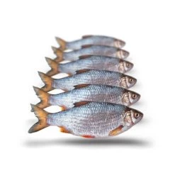 [ 12 ] PREBAITS PREDATOR VOORN / KOLBLEI -Vissen Apparatuur Winkel prebaits predator voorn kolblei 4