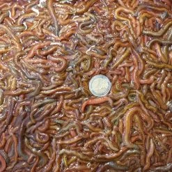 [ 6 ] SLIKZAGERS P/50 GRAM