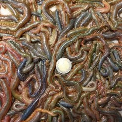 [ 7 ] STEEKZAGERS KLEIN OF GROOT P/50 GRAM